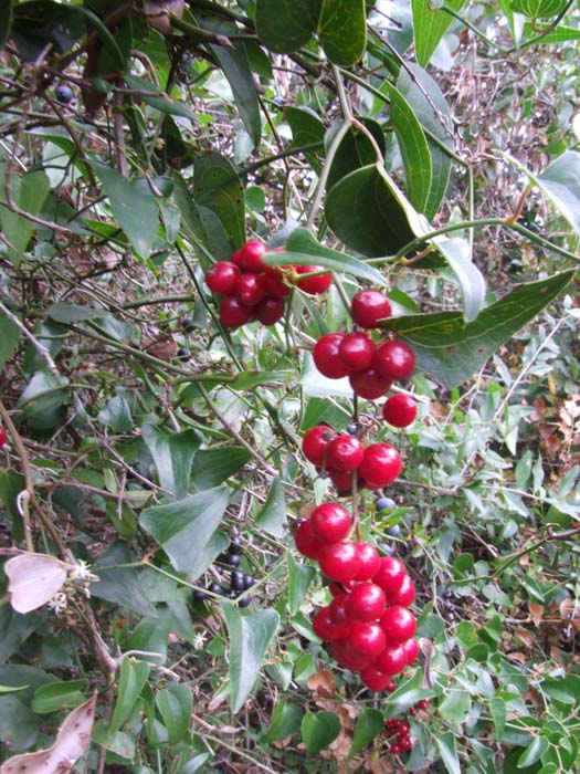 Smilax aspera / Stracciabrache, Salsapariglia nostrana